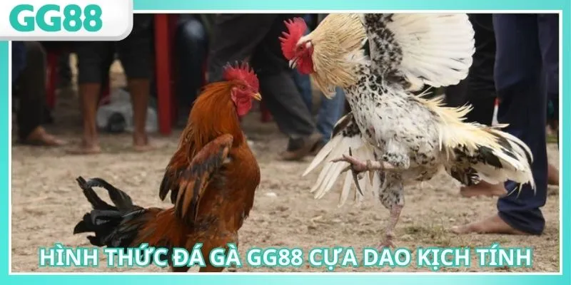 Đá Gà GG88: Tận Hưởng Sảnh Chọi Kê Chất Lượng Nhất 2025 3 Đá gà GG88 cựa dao mang đến nhịp độ nhanh chóng
